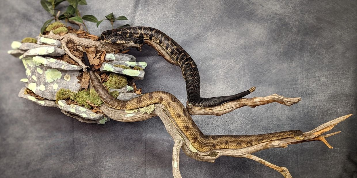 Timber rattlesnake Taxidermy