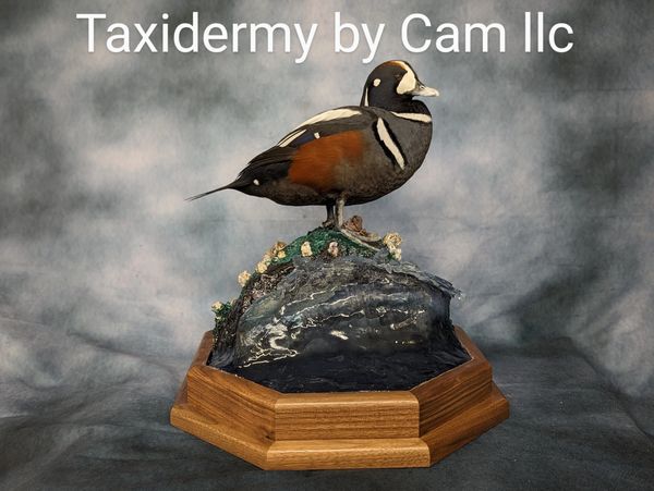 Harlequin duck taxidermy 