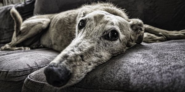 Old dog on a sofa end of life