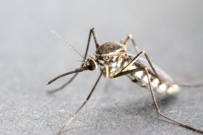 Close-up of a mosquito on a gray surface.
