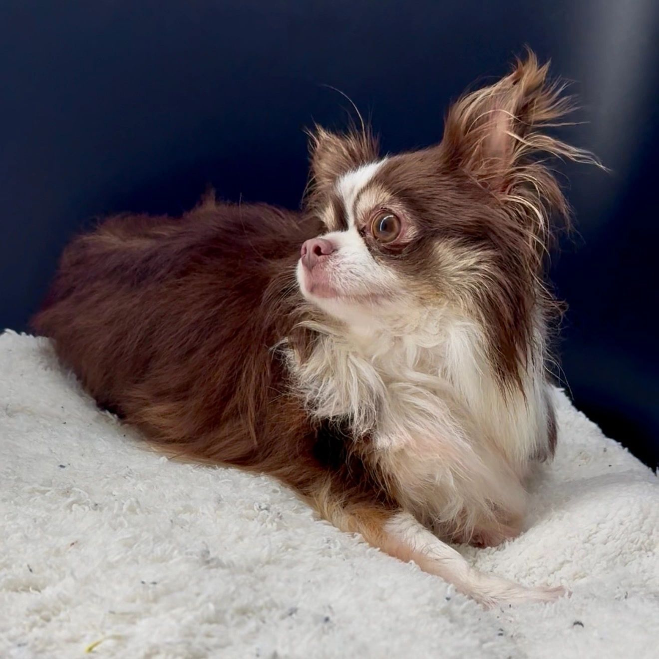 Long-haired Chihuahua dog resting on a soft surface.