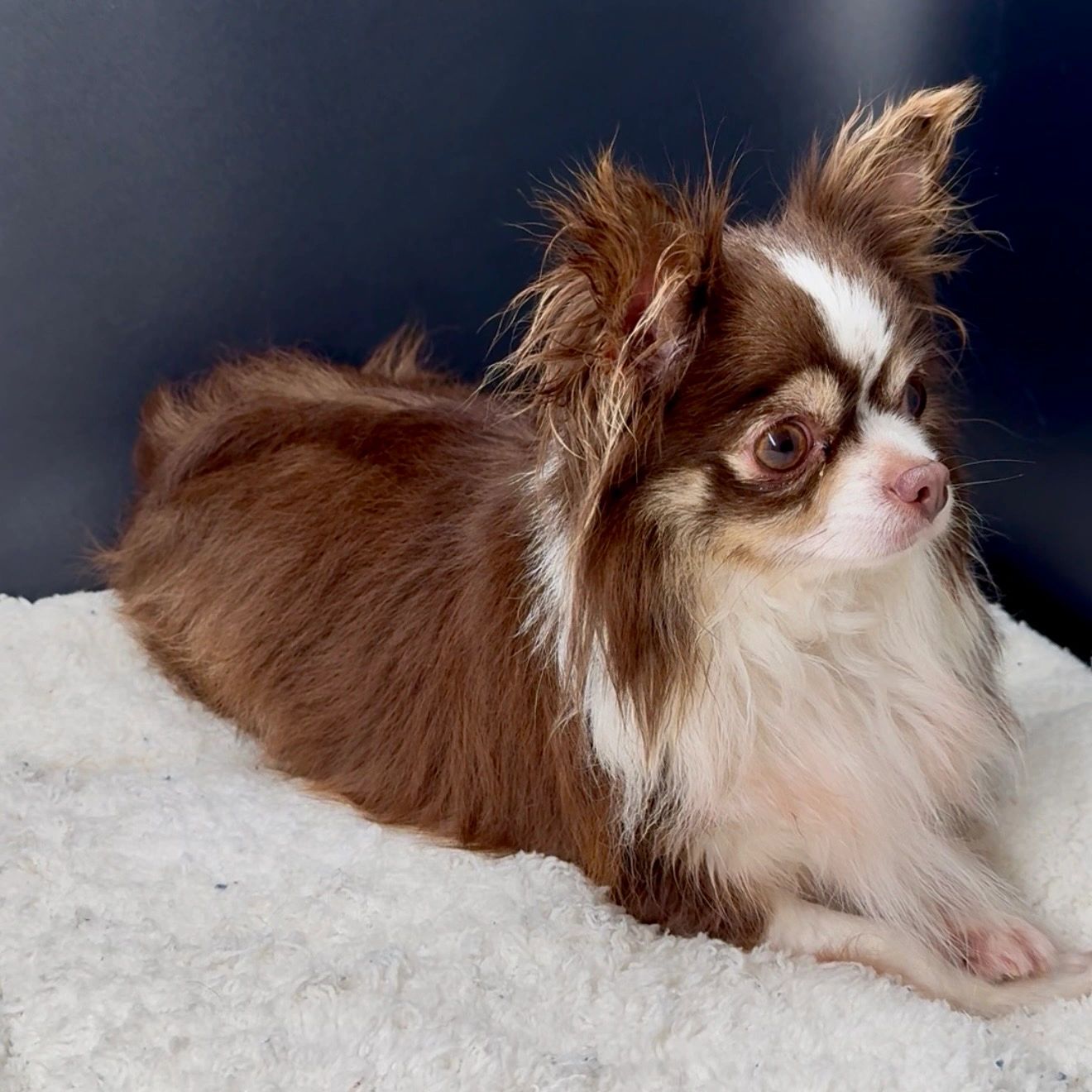 A small fluffy brown and white dog laying down.