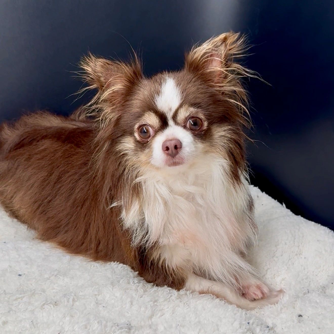 Cute brown and white long-haired Chihuahua laying down.