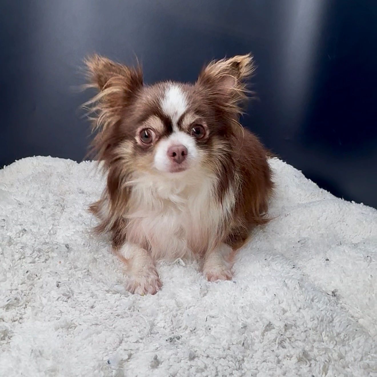 Small brown and white Chihuahua on a fluffy bed.