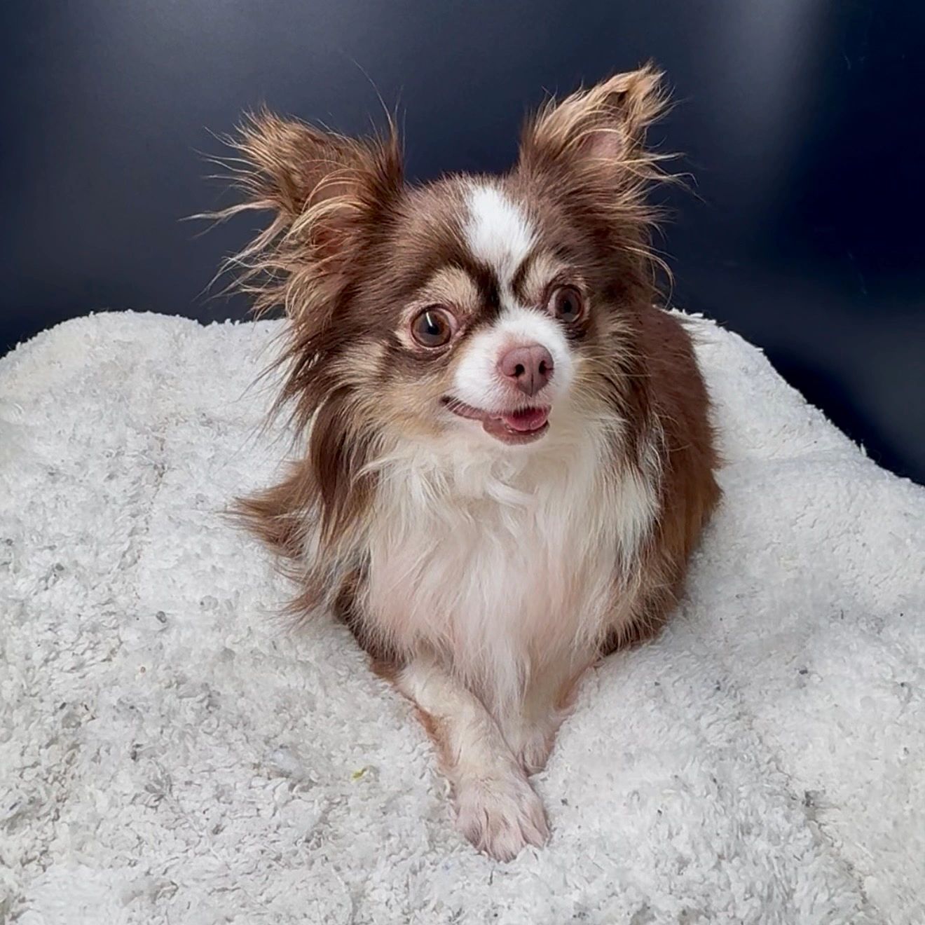 Small brown and white dog lying on a fluffy white blanket.
