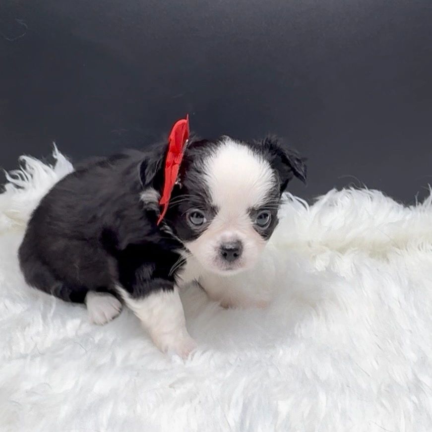 Black and white puppy with a red bow on a white fluffy rug.