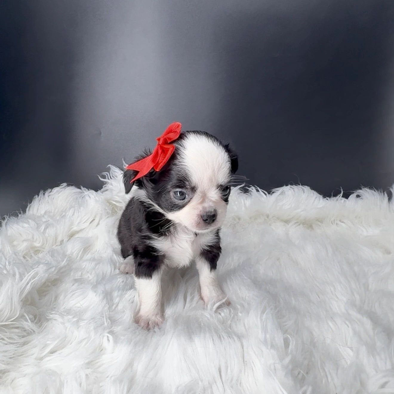 Tiny black and white puppy with a red bow.