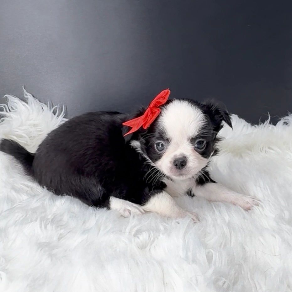Small black and white puppy with a red bow on white fur.