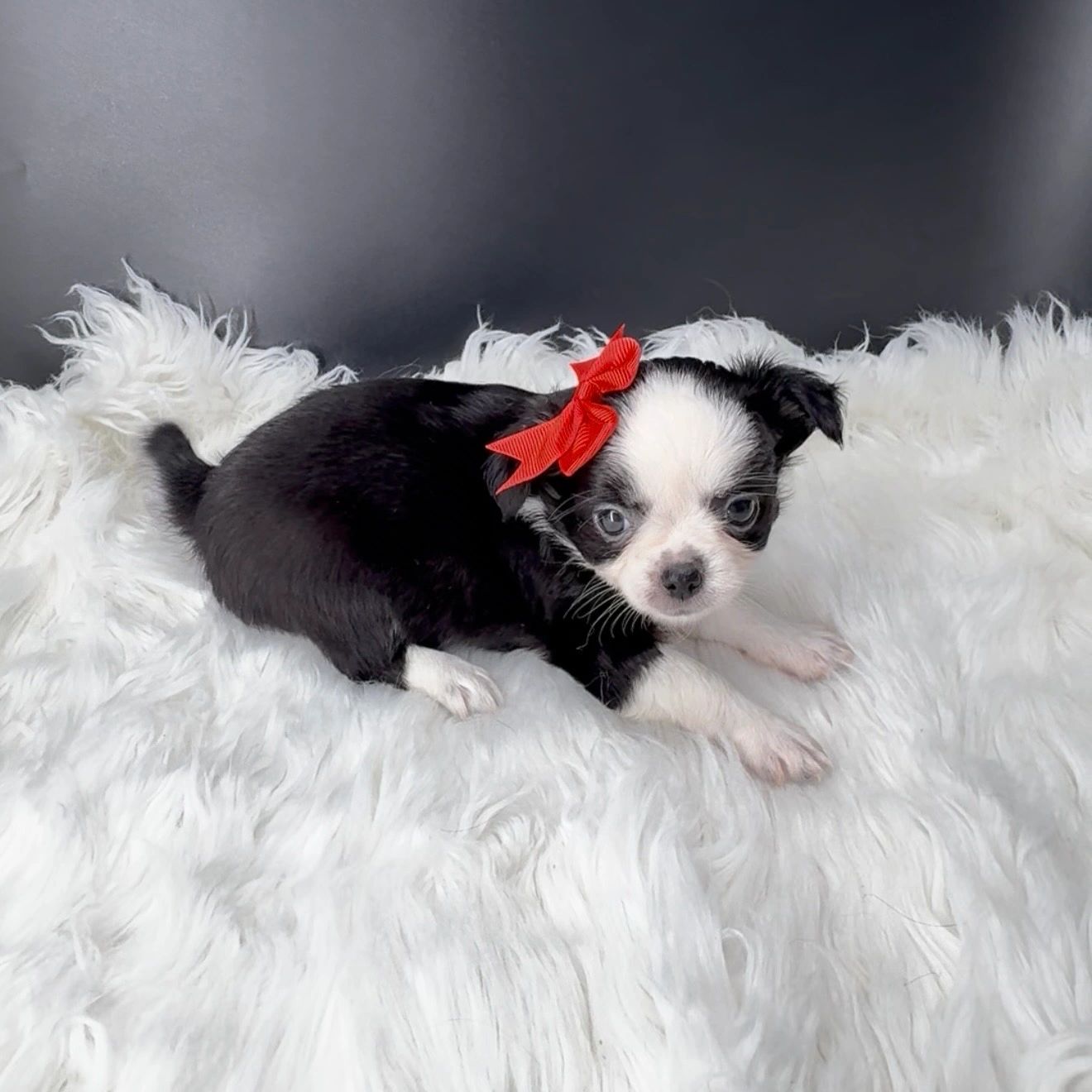 Black and white puppy with red bow lying on white fur.