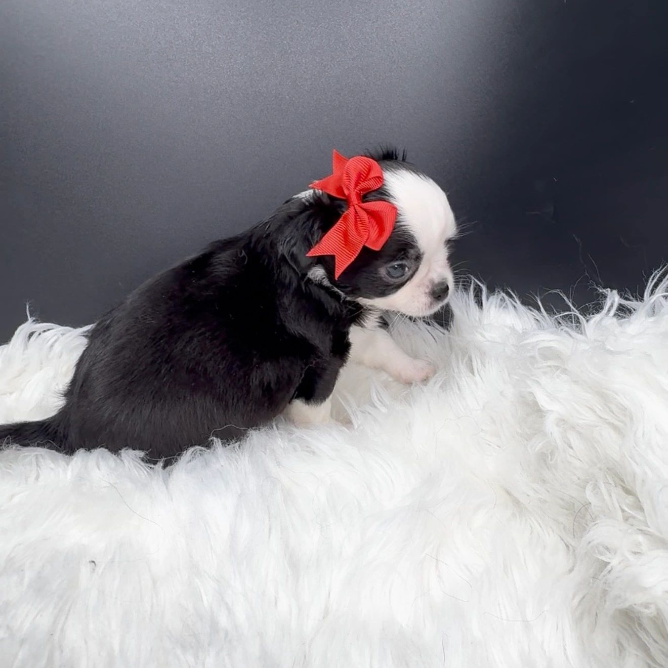Black and white puppy with a red bow sitting on a white fluffy surface.