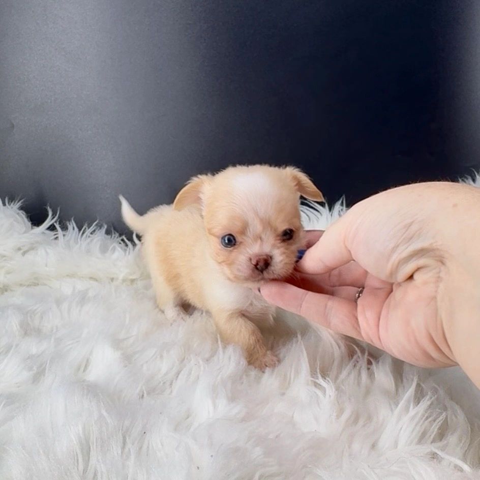 Tiny puppy being gently touched by a hand.