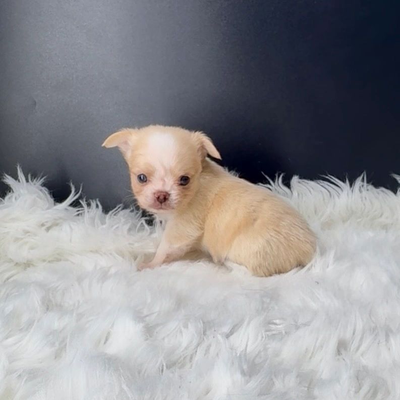 Small light brown puppy on white blanket.