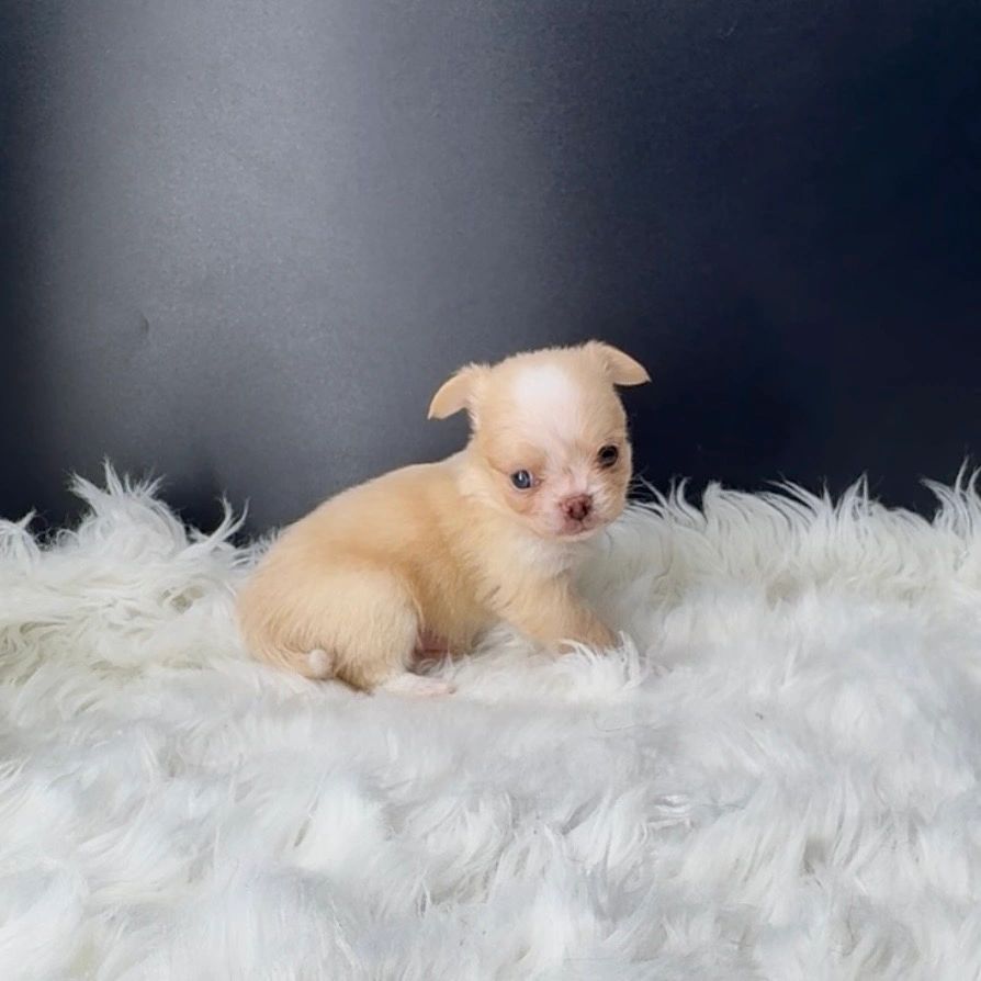 Tiny light brown puppy sitting on a fluffy white blanket.