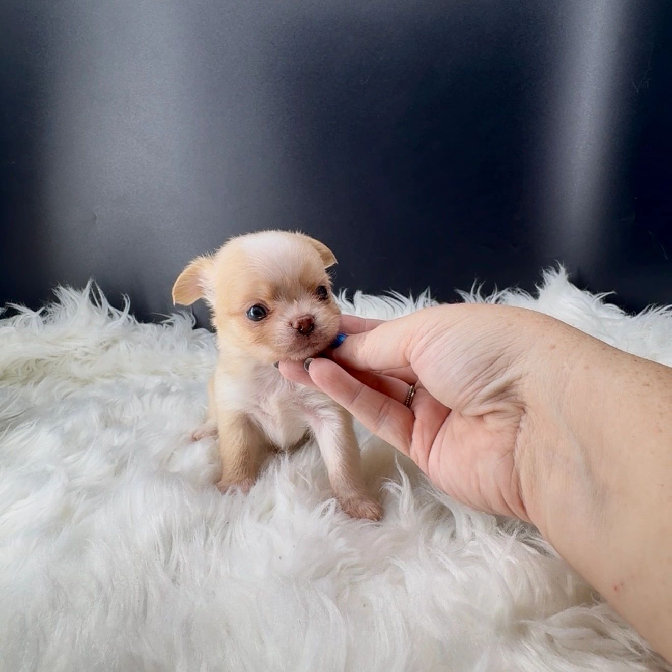 Tiny light brown and white puppy being gently held by a hand.