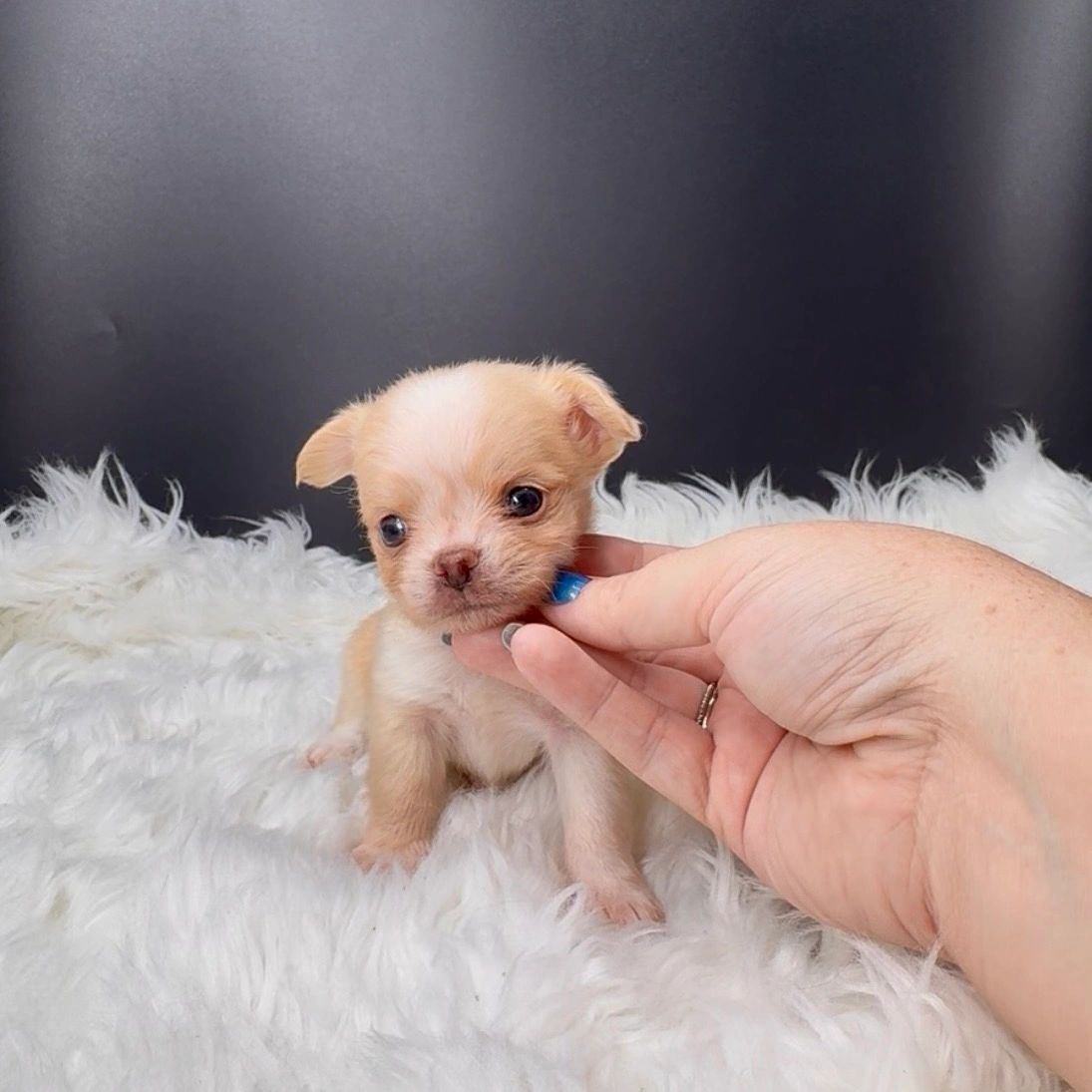 Tiny puppy being gently held.