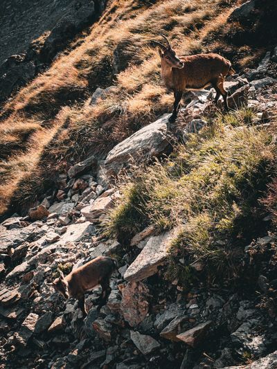 Navigate with us the most absurd terrains.
Ibex on Passo dello Stelvio, Italy. March 2024