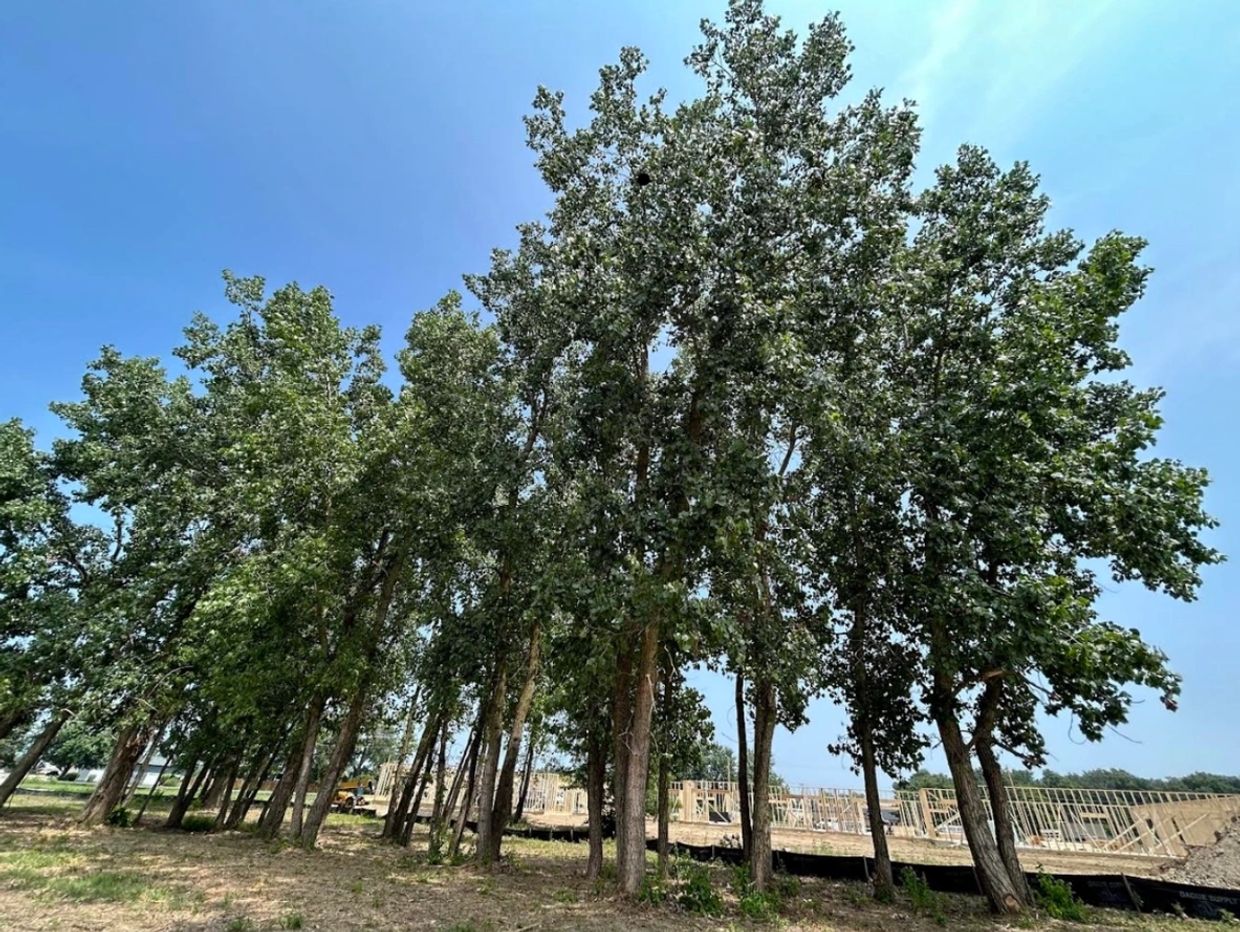 Tall trees near a construction site under a clear blue sky.