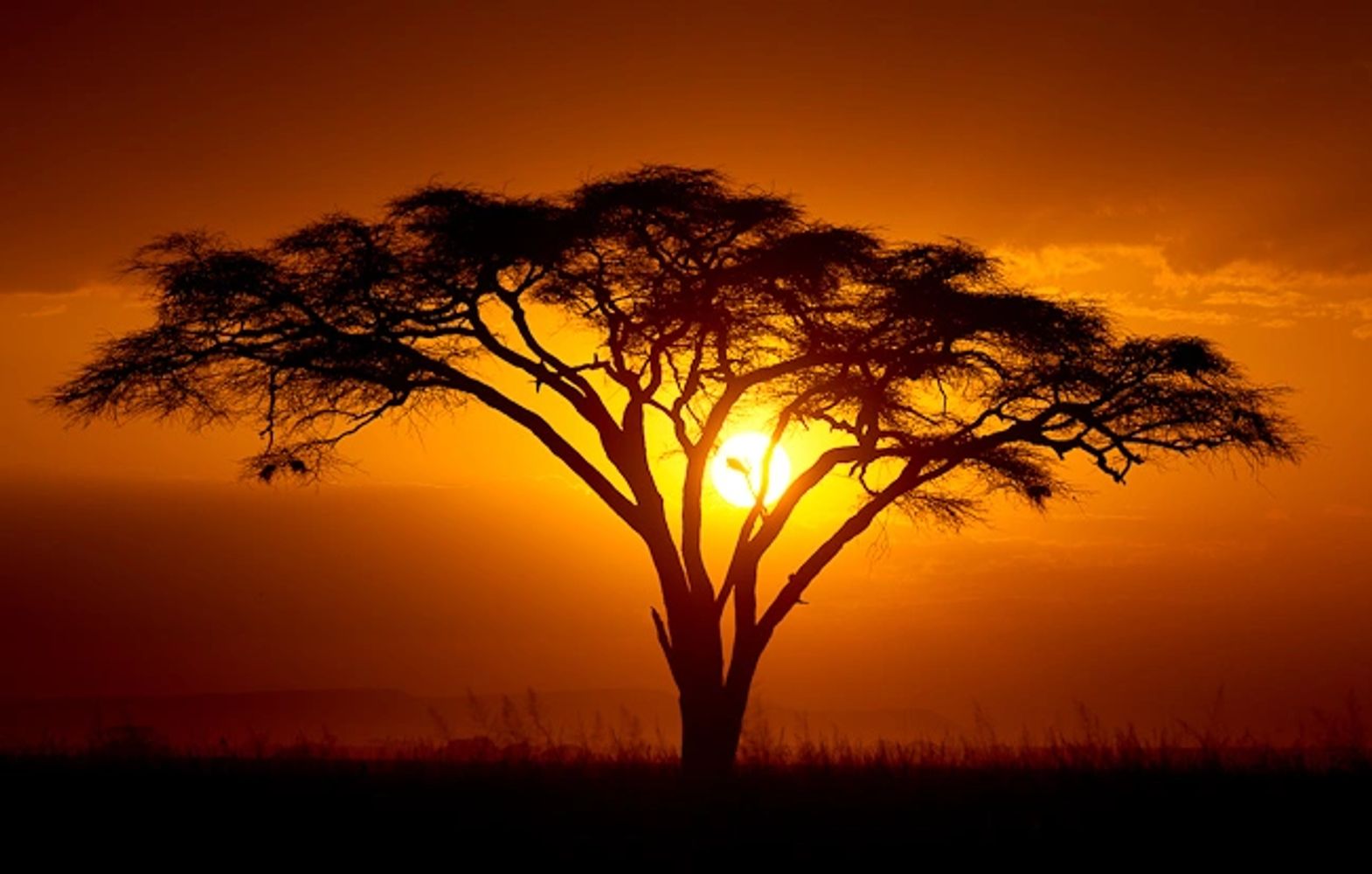 The sun setting behind a an Acacia tree on the scorched earth of the African plain.