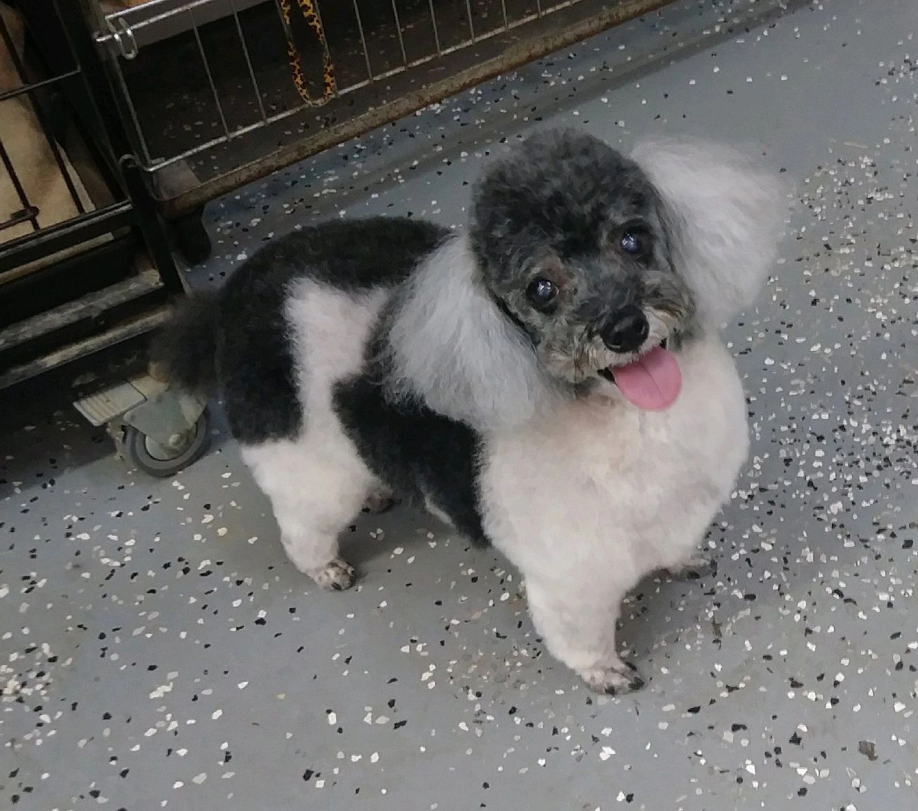 Dog Grooming Amarillo at Lou Griffith blog