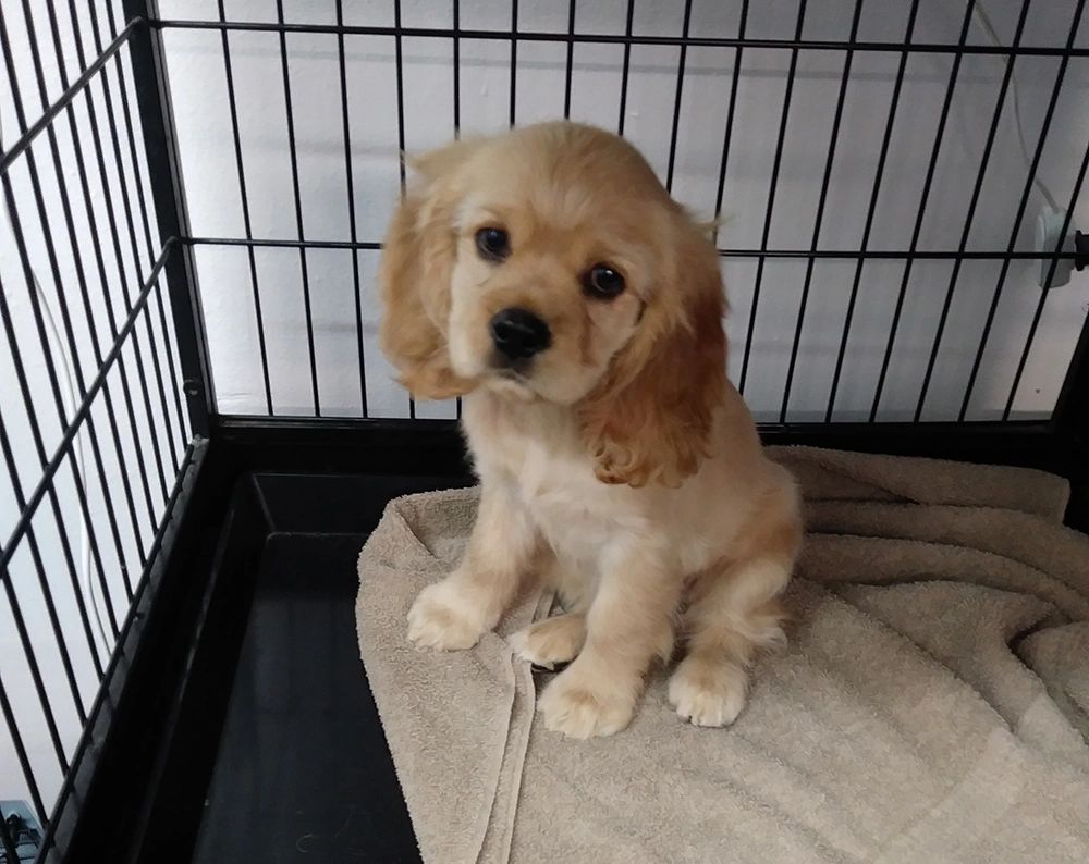 Cocker Spaniel puppy