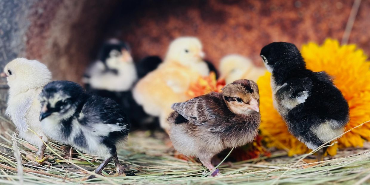 A group of colorful baby chicks standing on hay near flowers.