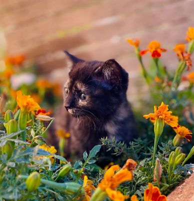 This is Star, she is extremely sweet and cuddly.
She is all up to date on vaccines and wormers.
Curr