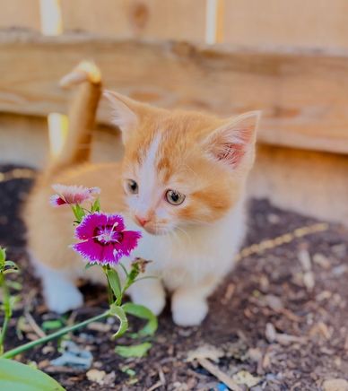 munchkin kitten San deigo