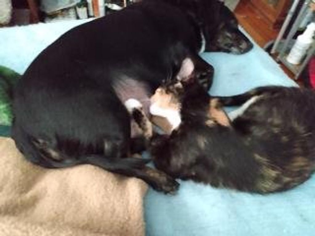 Born Partly Blind, Her Mom Rejected her.  Foster's Dog Became Her Mom.