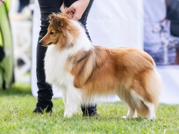 A Shetland Sheepdog stands attentively on grass beside a person.