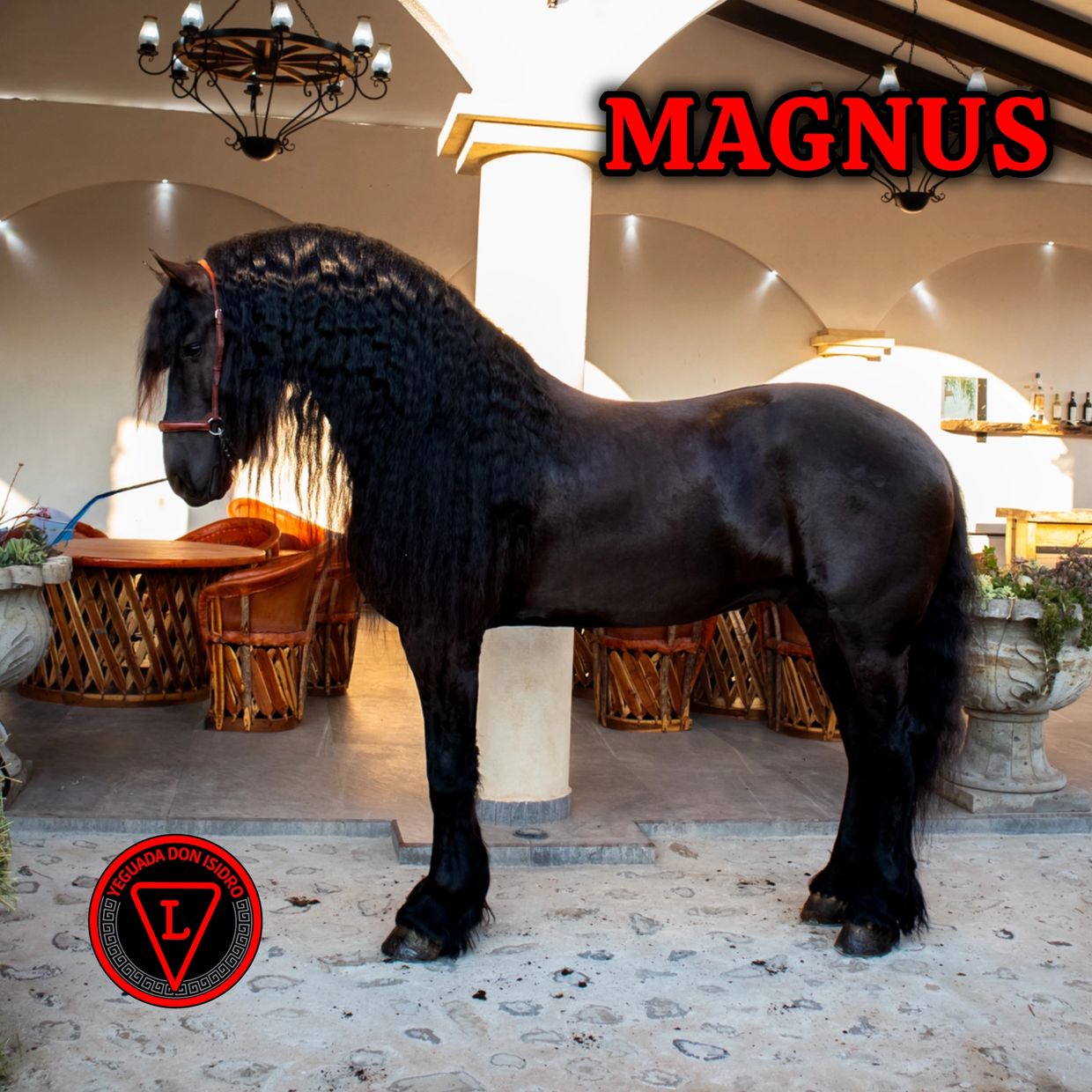 Caballo negro llamado Magnus en un patio.