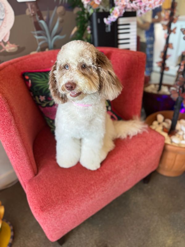 Goldendoodle grooming at Lulu’s Pet Spa in Davie, Florida.