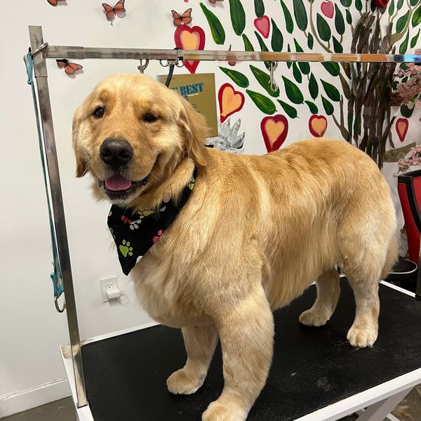 Golden Retriever grooming and de-shedding in Davie, Florida.