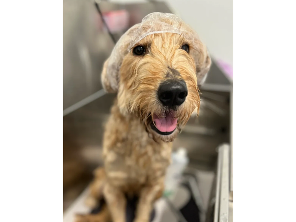 Dog during a spa bath at Lulu’s Pet Spa in Davie, Florida.