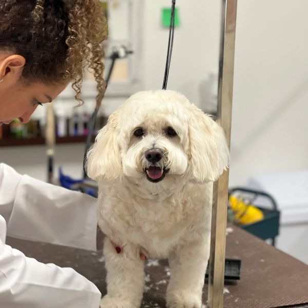 Dog receiving a full groom at Lulu’s Pet Spa in Davie, Florida.