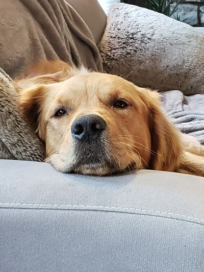 Golden retriever resting its head on a couch, looking relaxed.