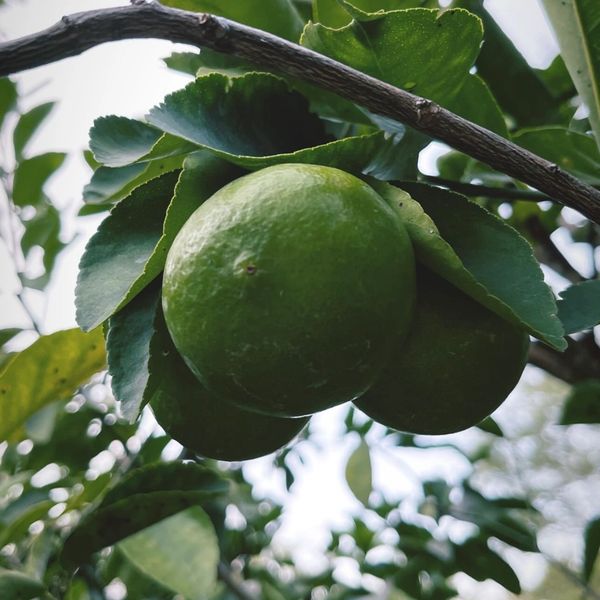 Photo of Limes on Tress at Mistica Natural's Fruit Orchard, Reserva Conchal, Costa Rica