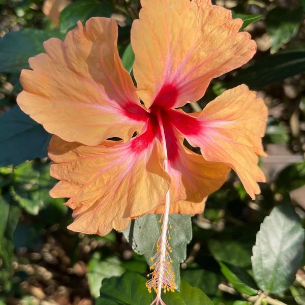 Vibrant Hibiscus in Gardens at Mistica Natural, Reserva Conchal, Costa Rica.