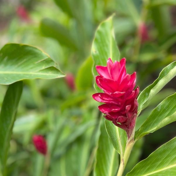 Flowering Red Ginger Plant in Gardens at Mistica Natural, Reserva Conchal, Costa Rica