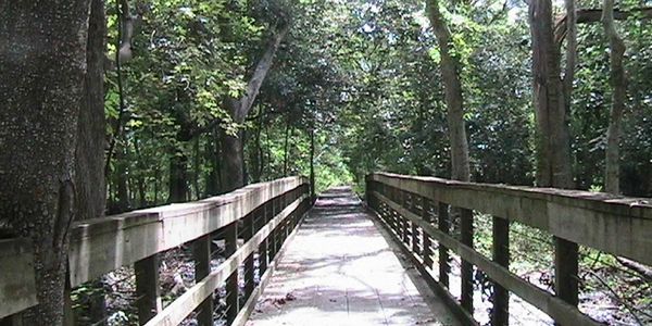 A walk in the woods.