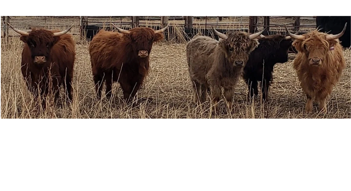 sale-barn-kow-s-mini-cow-s
