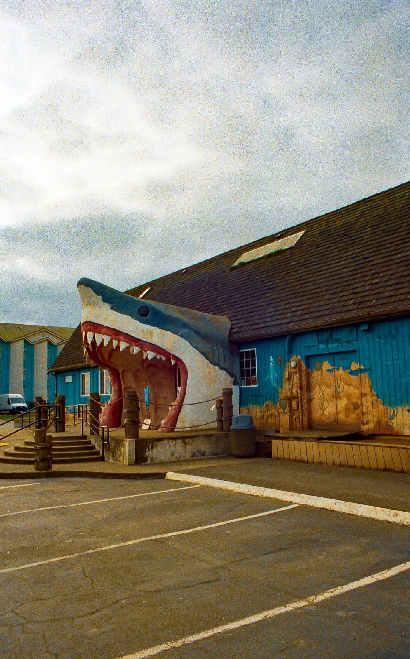 Shark Shop, Washington
Size: 8x10"
Professional Matte Paper
$25.00 (CAD)