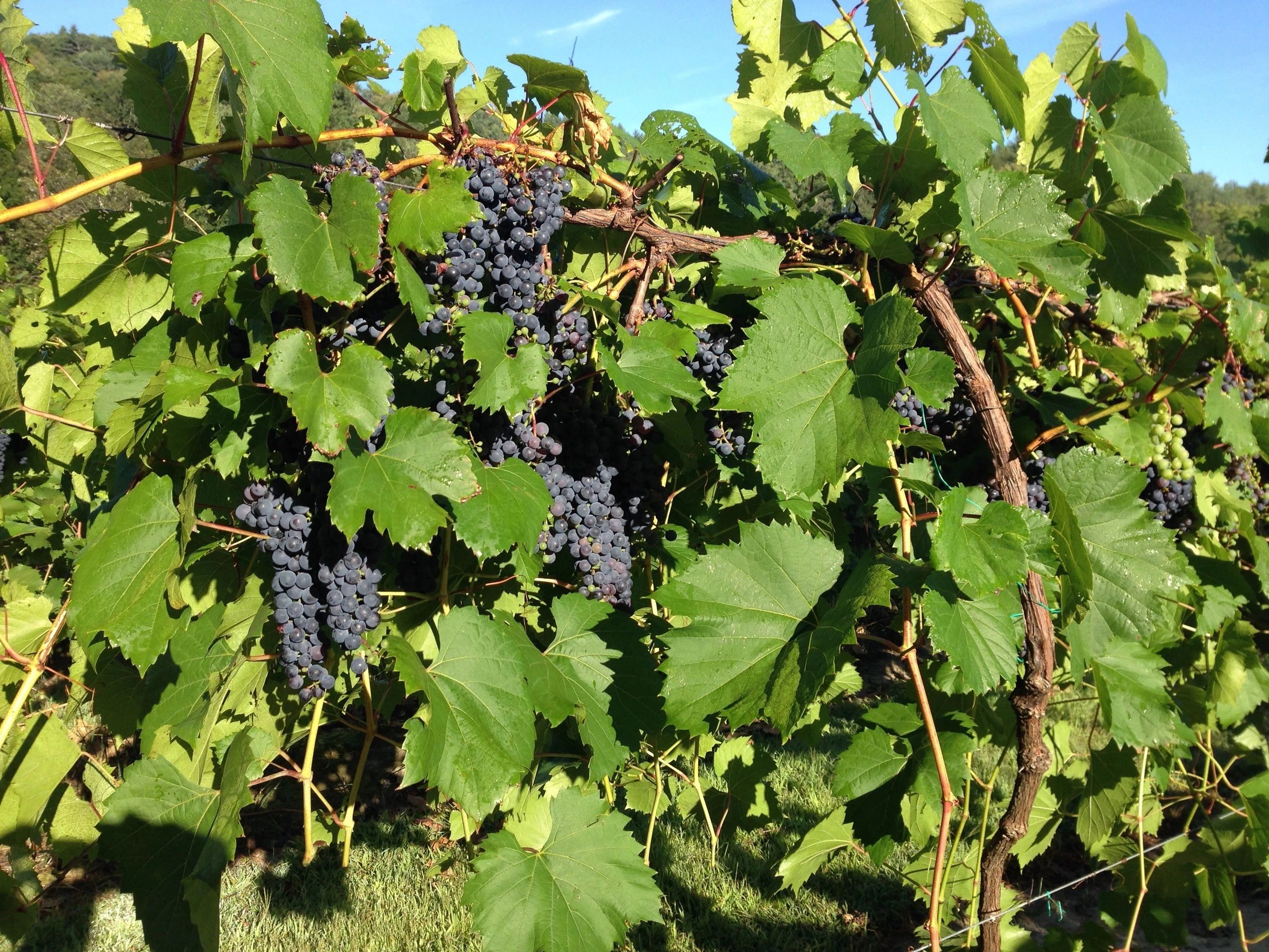 Vermont Vines OG image