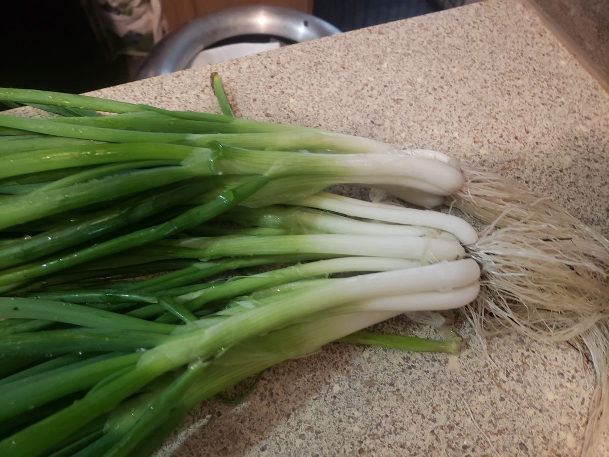 50 sets of grandpa brown s multiplying onion 