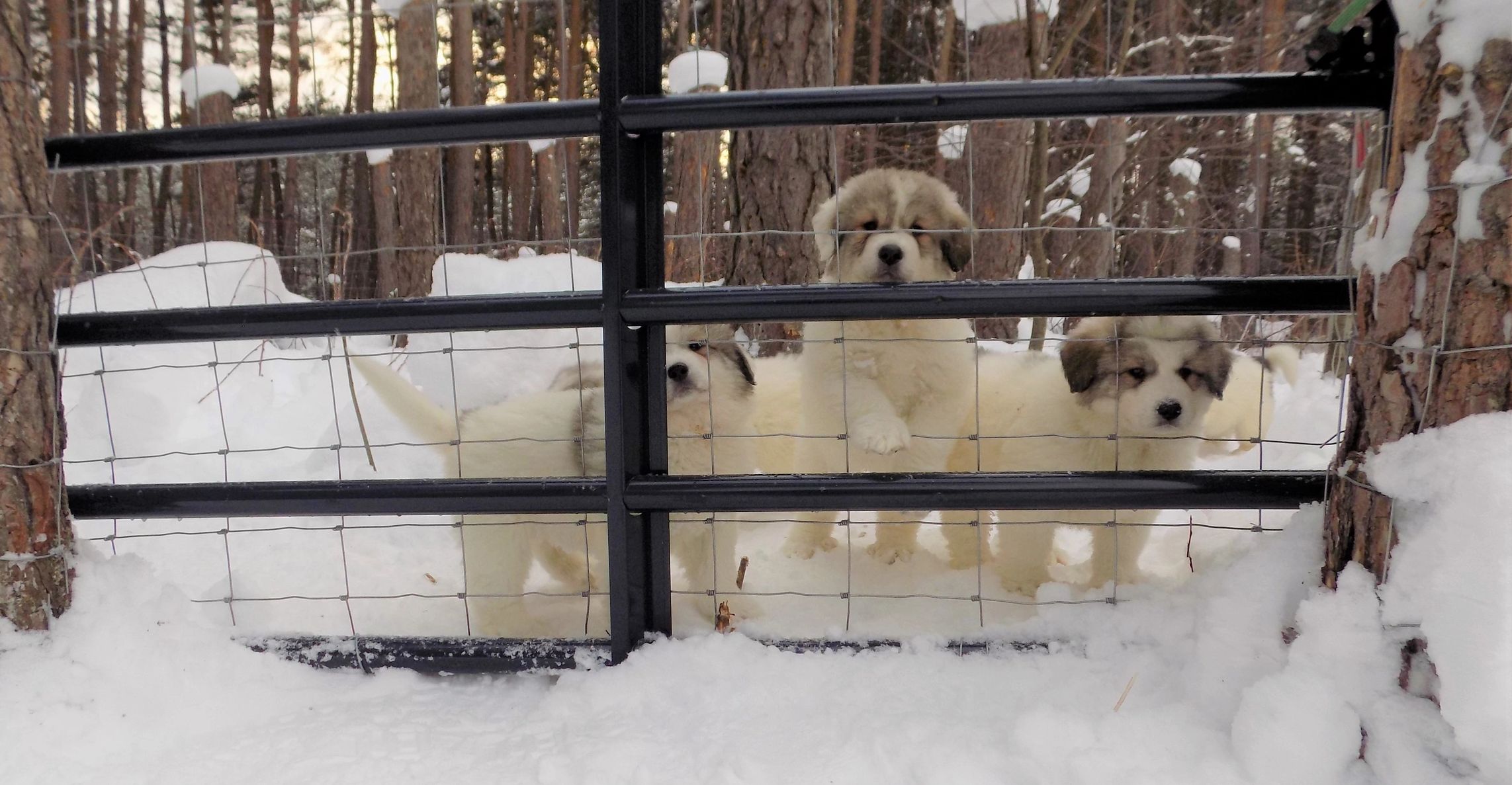 Great Pyrenees Puppies