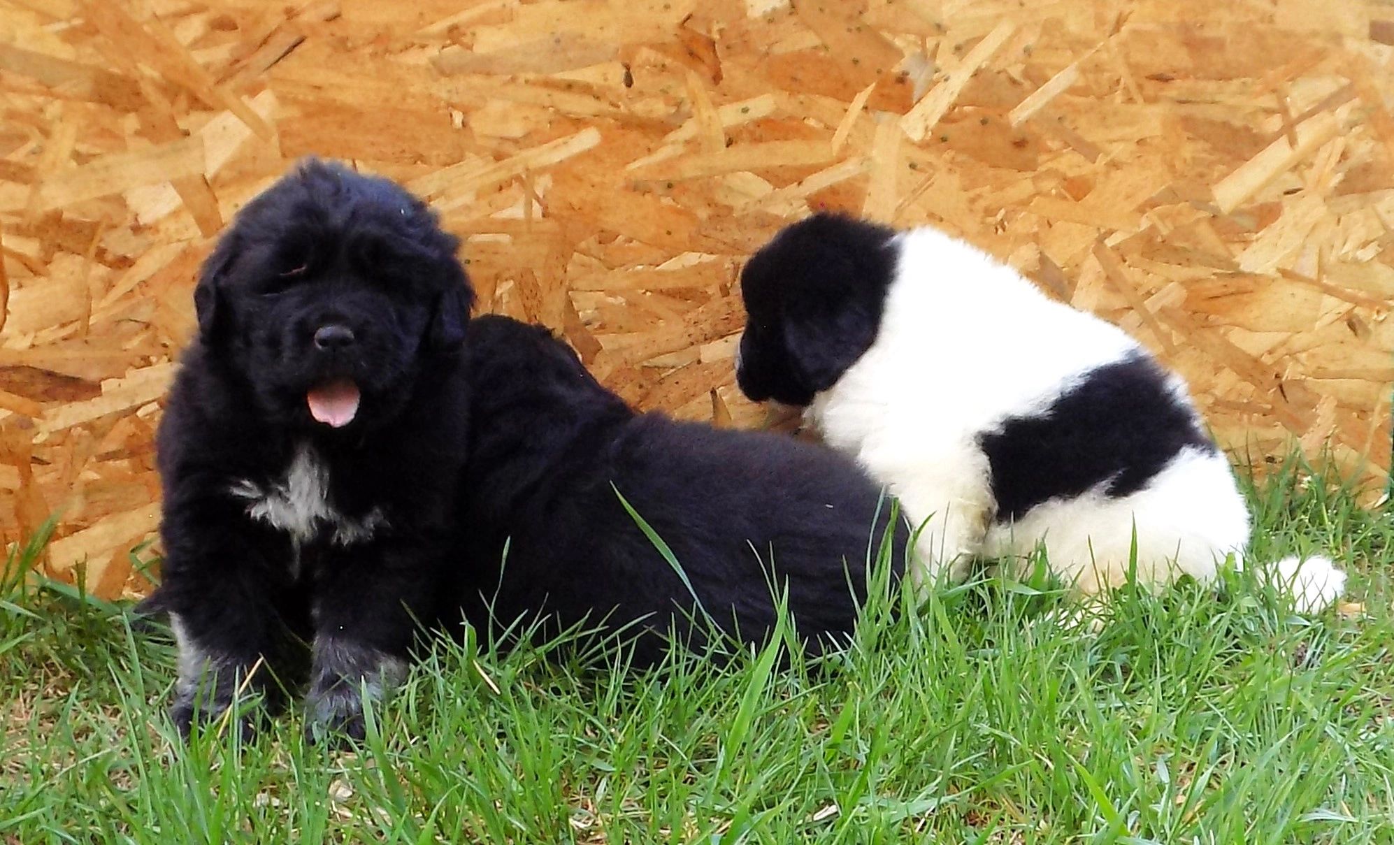 Newfoundland Great Pyrenees Puppies Video & Photos