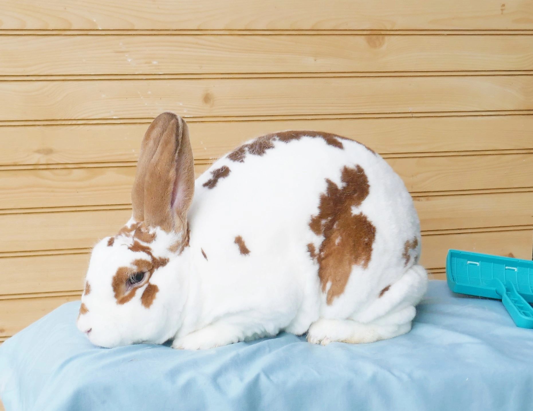 Rabbit Cages / Building Homemade Cages