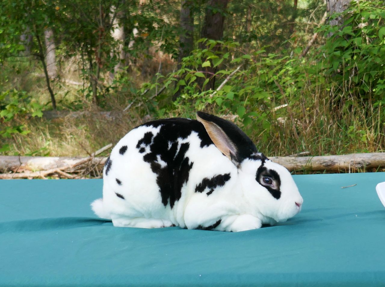Castor &amp; Black Otter Rex Rabbit Stock For Sale- Shipping avail.