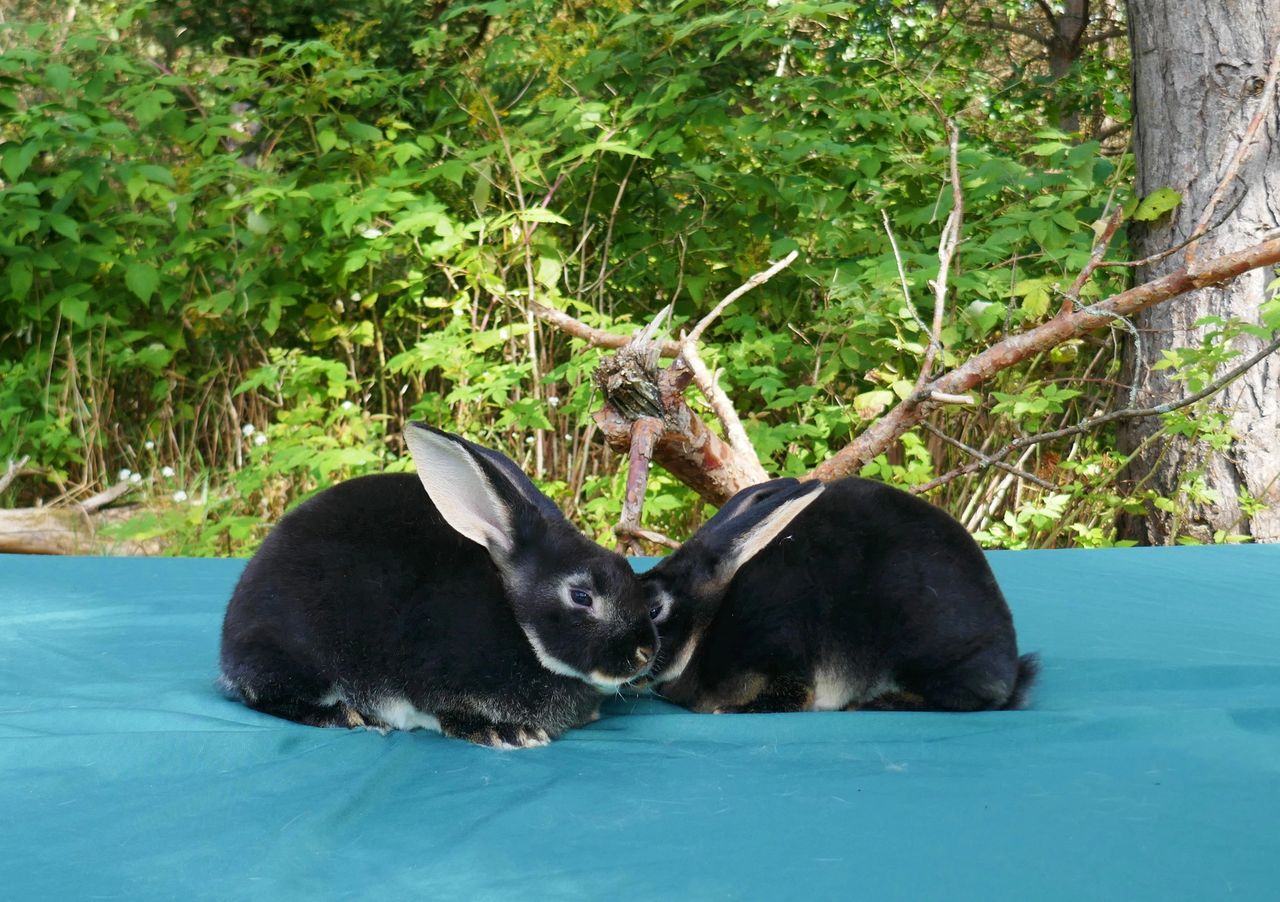 Castor &amp; Black Otter Rex Rabbit Stock For Sale- Shipping avail.