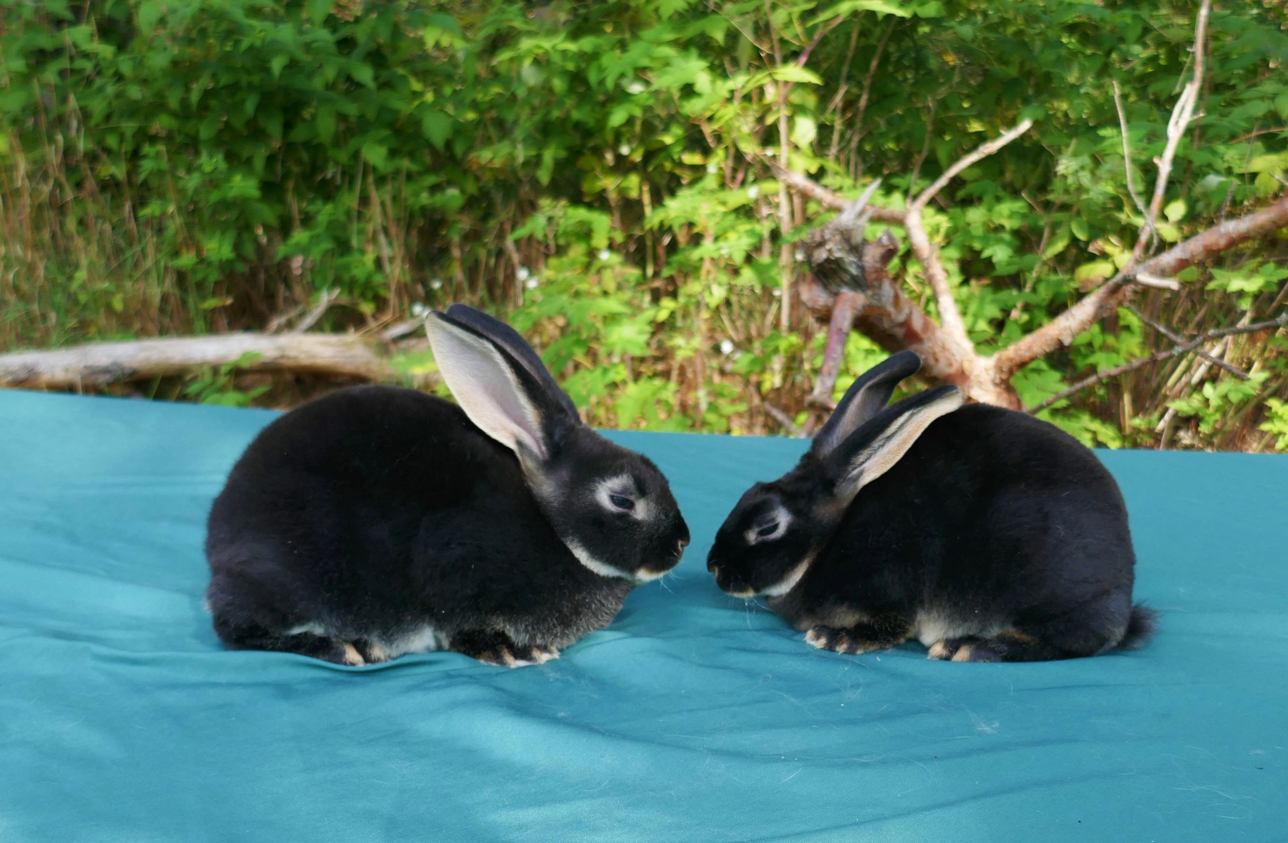 Black otter rex rabbits sales for sale