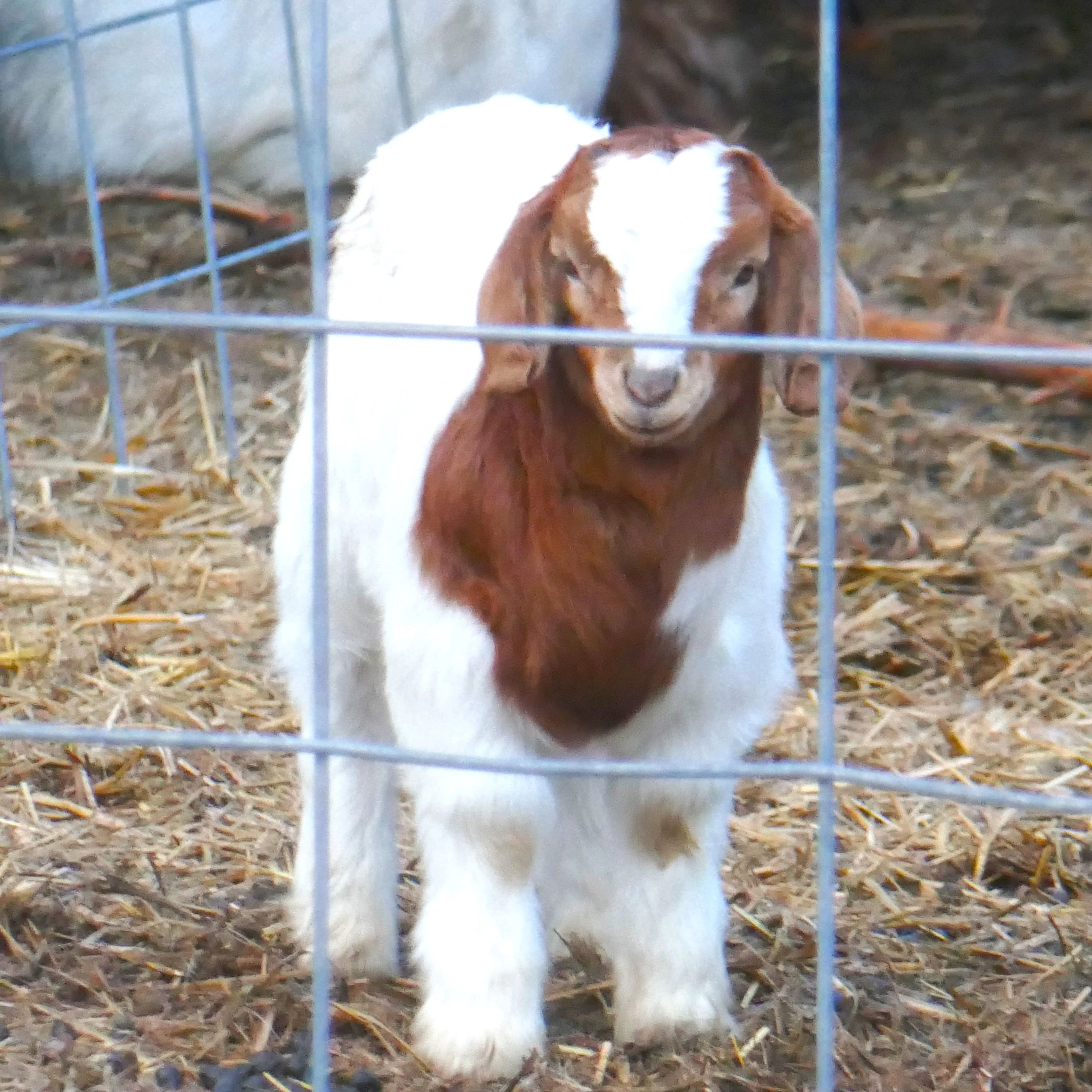 cute baby boer goats